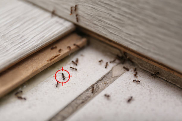 Best Bed Bug Extermination  in Waterflow, NM