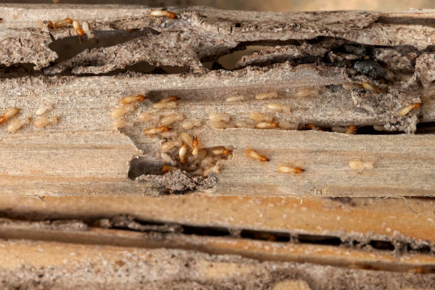 Best Mosquito Control Services  in Waterflow, NM